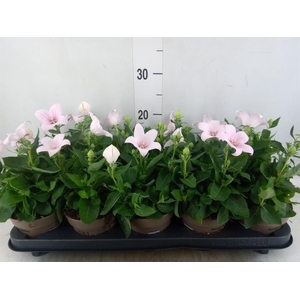 Platycodon grand. 'Astra Pink'