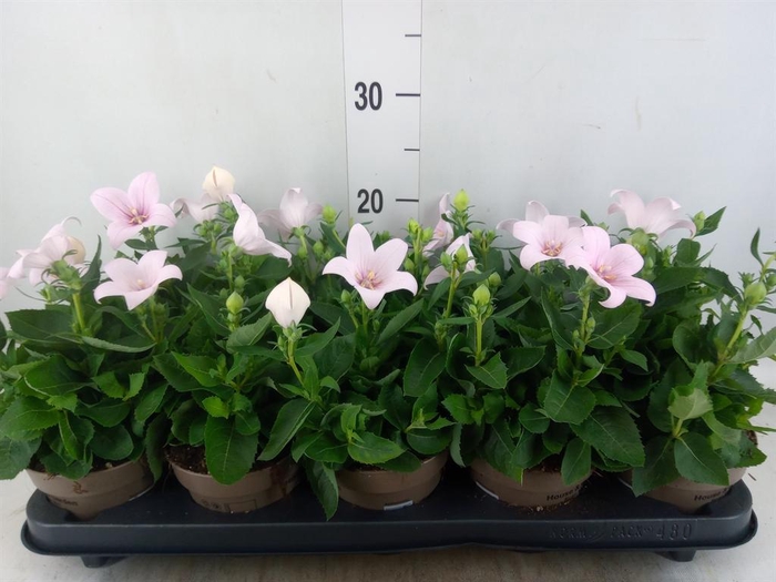 Platycodon grand. 'Astra Pink'