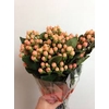 Hypericum Mellow Romance Spray