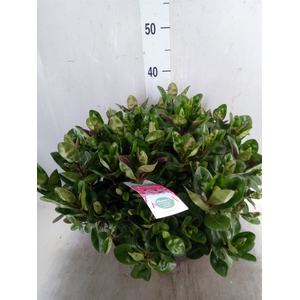 Hebe  'Hebedonna Alina'