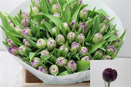 <h4>Tu Du Python</h4>