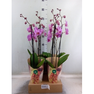 Phalaenopsis  'Ant Pittsburgh'