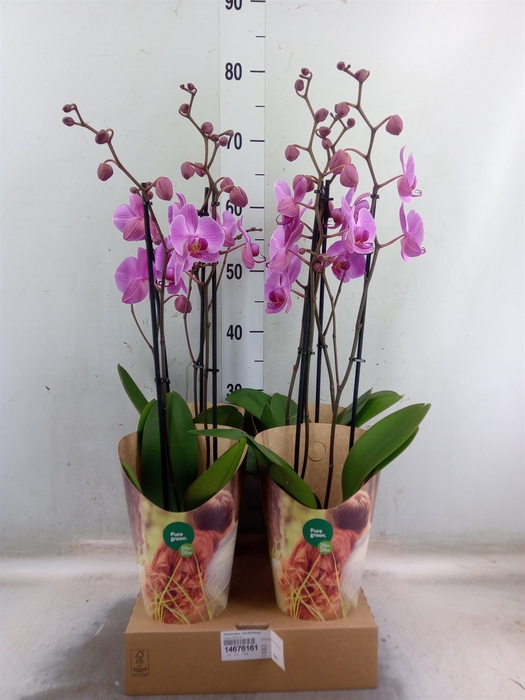 <h4>Phalaenopsis  'Ant Pittsburgh'</h4>