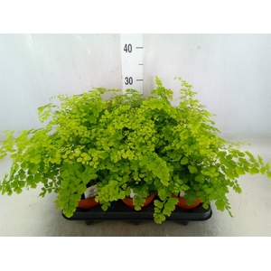 Adiantum raddi. 'Fragrans'