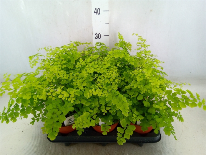 <h4>Adiantum raddi. 'Fragrans'</h4>
