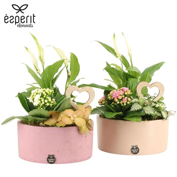 <h4>Arrangementen kamerplanten H%</h4>