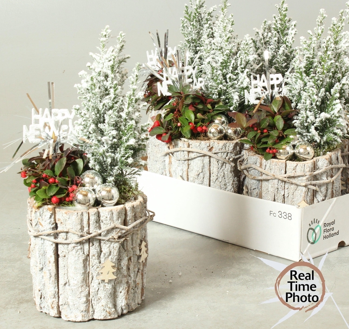 <h4>ARR TUINPLANTEN</h4>