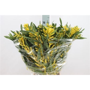 Acacia Mimosa Ciniglia Extra 200 Gram