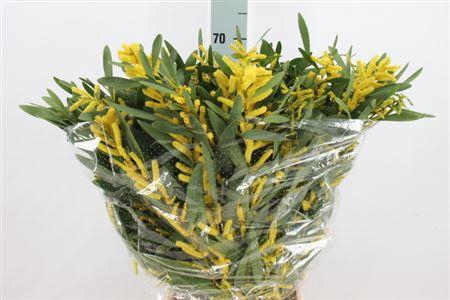 <h4>Acacia Mimosa Ciniglia Extra 200 Gram</h4>