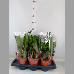 Zamioculcas zamiifolia