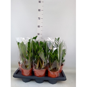 Zamioculcas zamiifolia