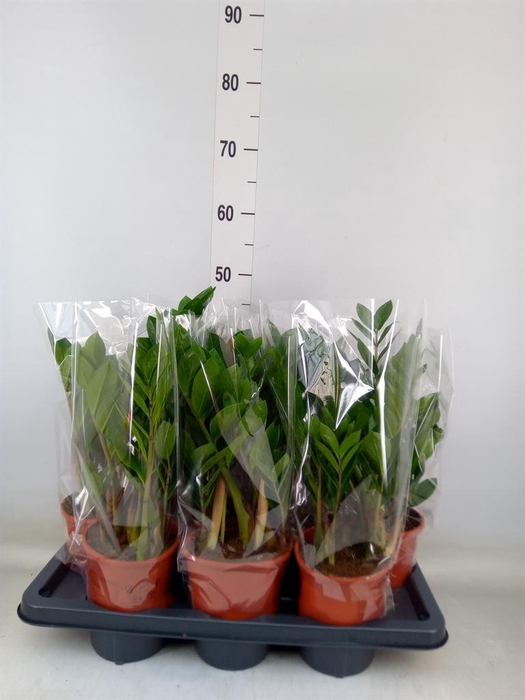 <h4>Zamioculcas zamiifolia</h4>