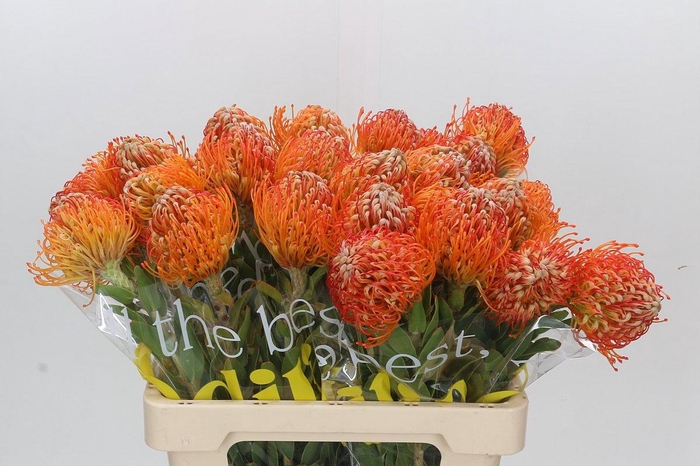 <h4>LEUCO JELENA</h4>