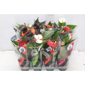 ANTHURIUM VARIADO P09