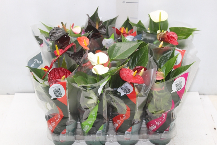 <h4>ANTHURIUM VARIADO P09</h4>