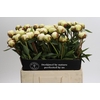 Paeonia Bowl Of Cream