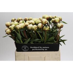 Paeonia Bowl Of Cream