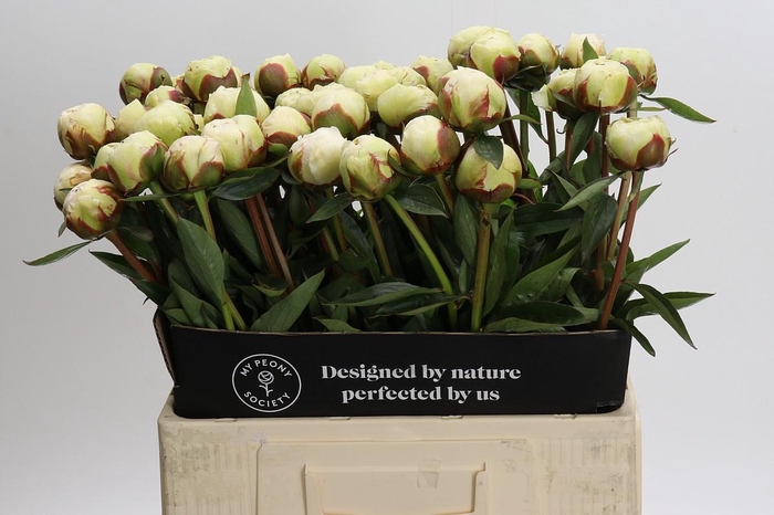 <h4>Paeonia Bowl Of Cream</h4>