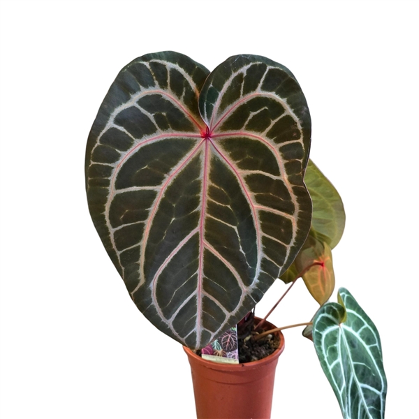 <h4>Anthurium DocBlock Crystallinum Select Color '56' X Michelle® '1'</h4>