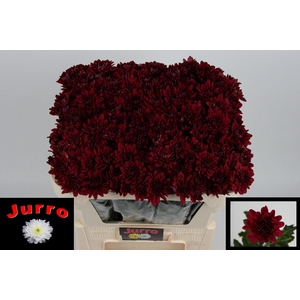 CHR T LAMIRA RED