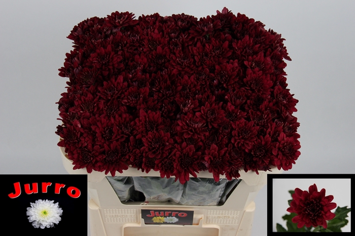 <h4>CHR T LAMIRA RED</h4>