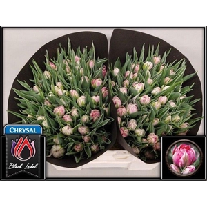 Tulipa do flash point