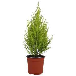 Cupressus Goldcrest Wilma - hoogte 50-55