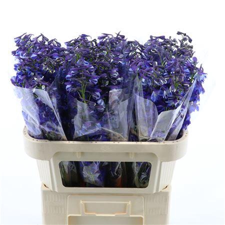 <h4>Delphinium Single Donna</h4>