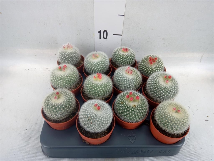 <h4>Parodia haselbergii</h4>