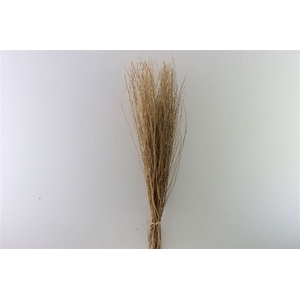 Dried Natural Bunch 100cm