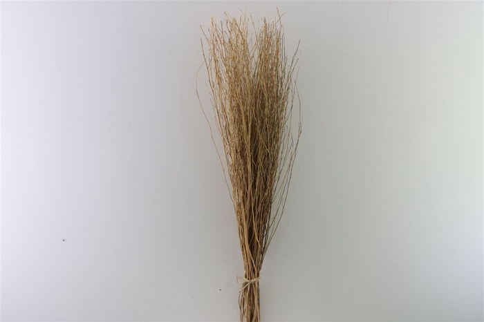 Dried Natural Bunch 100cm