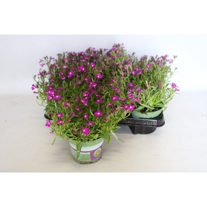 Lobelia Purple