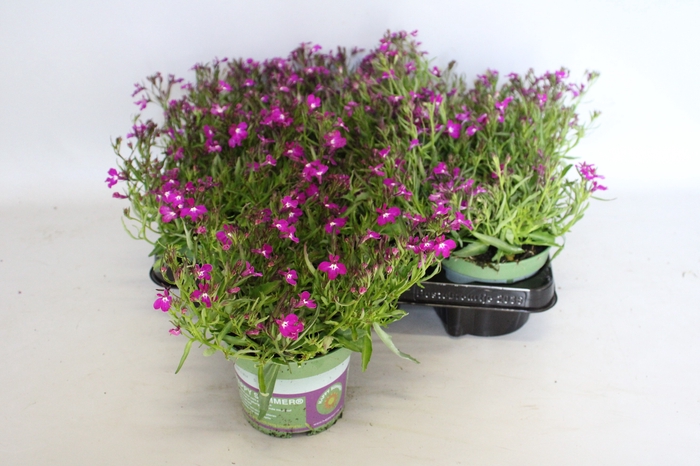 <h4>Lobelia Purple</h4>