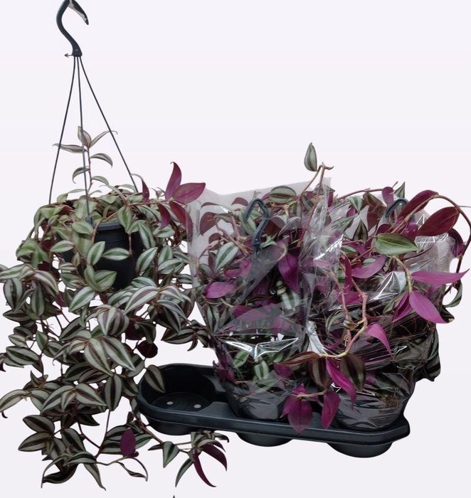 <h4>TRAD ZEBRINA</h4>