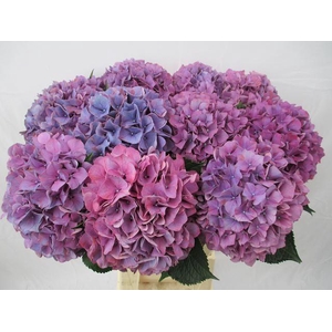 HYDR M PURPLE HAZE