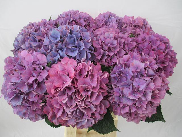 <h4>HYDR M PURPLE HAZE</h4>