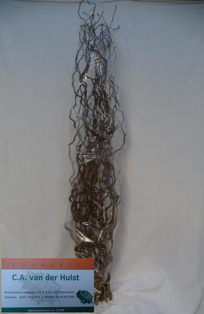 <h4>CORYL AV CONTORTA</h4>