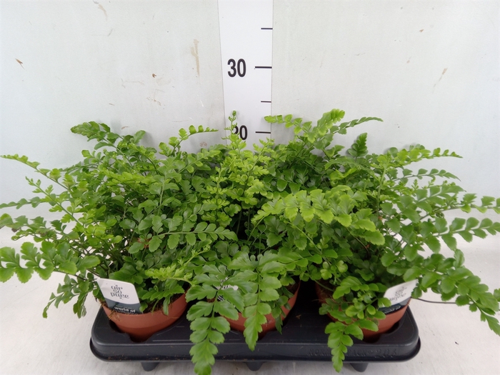 <h4>Asplenium parvati</h4>