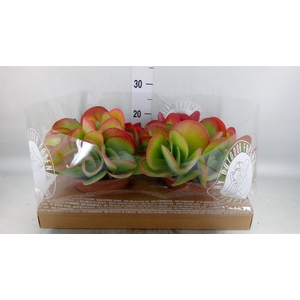 Kalanchoe NF thyrsiflora