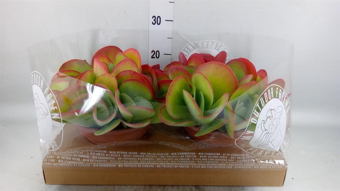 <h4>Kalanchoe NF thyrsiflora</h4>