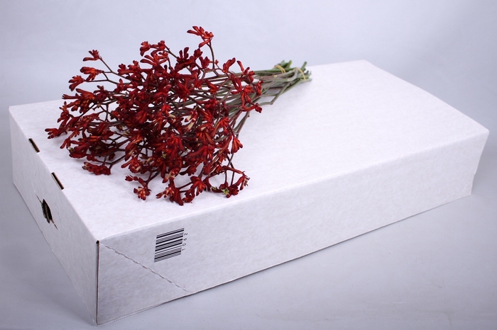 <h4>Kangaroo Paw Bush Ruby</h4>