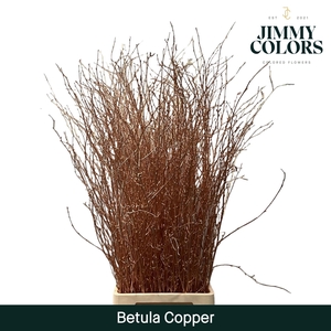 Betula L120 Mtlc. Copper