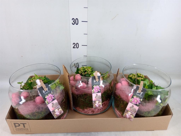 <h4>Arr. Pasen L%</h4>