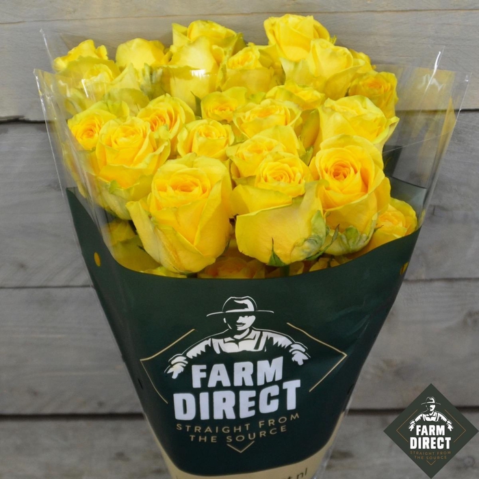 <h4>R GR BUMBLEBEE</h4>