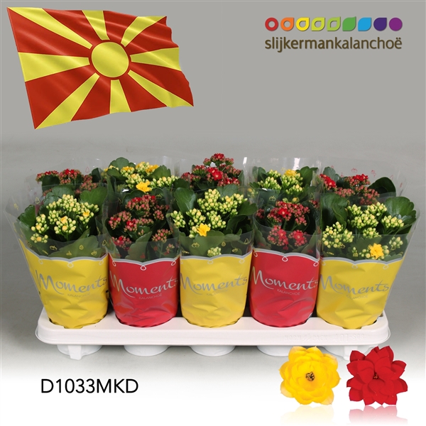 <h4>Kalanchoe Moments - North Macedonia flag</h4>