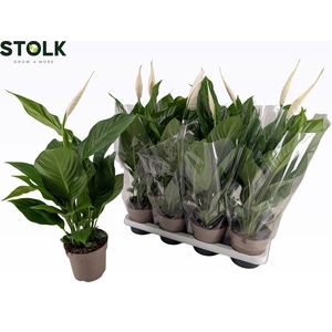 Spathiphyllum 14cm 'Sweet Silvio'