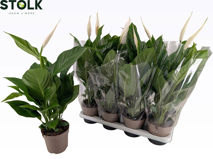 <h4>Spathiphyllum 14cm 'Sweet Silvio'</h4>