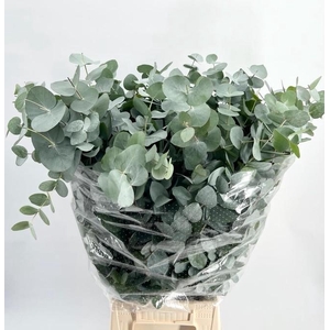 EUC. CINEREA ALBENGA 300GR ATL