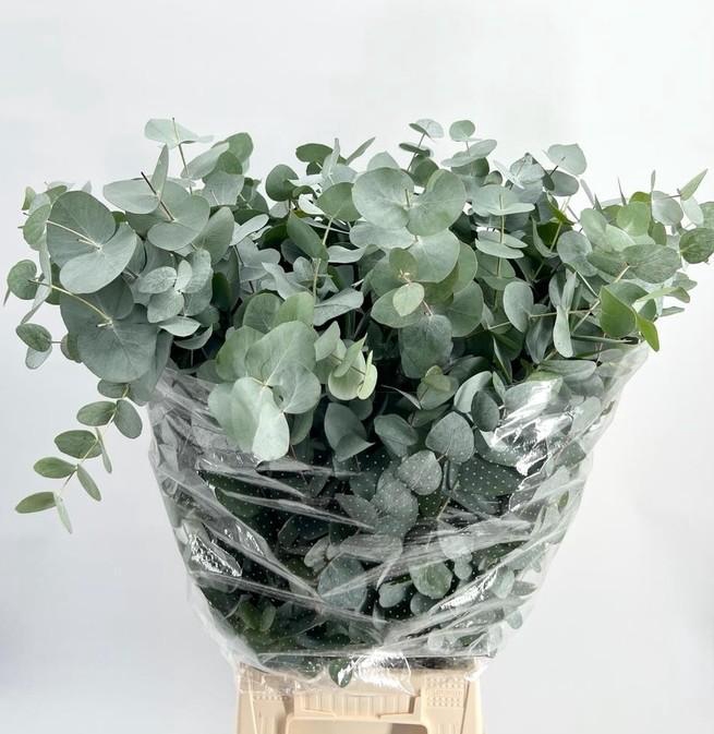 EUC. CINEREA ALBENGA 300GR 566