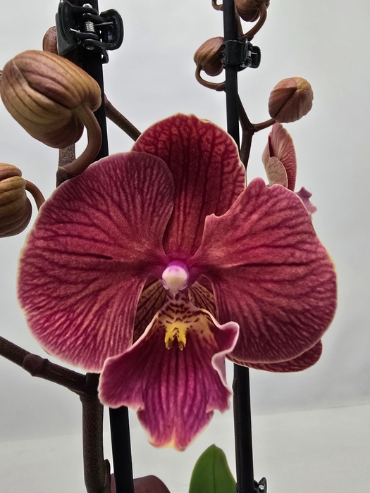 <h4>Limited 05 week 9</h4>